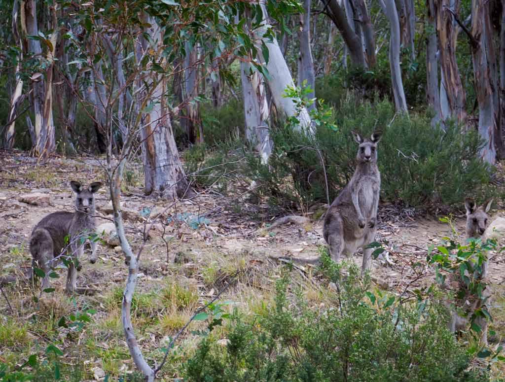 Kangoroos