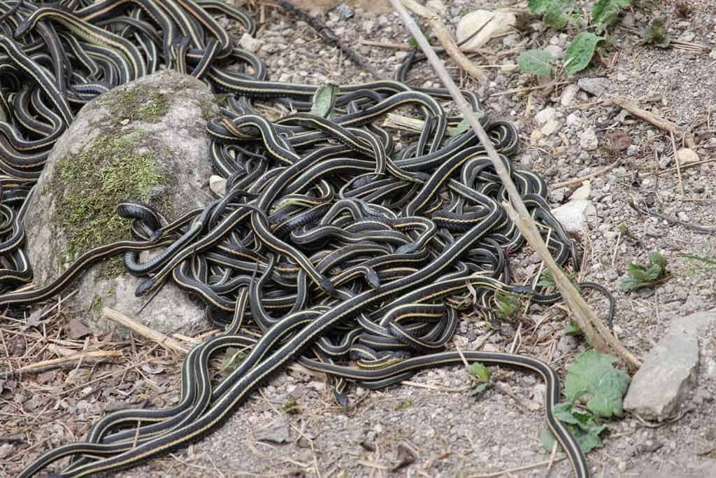 Narcisse Snake Dens Red Garter Snakes