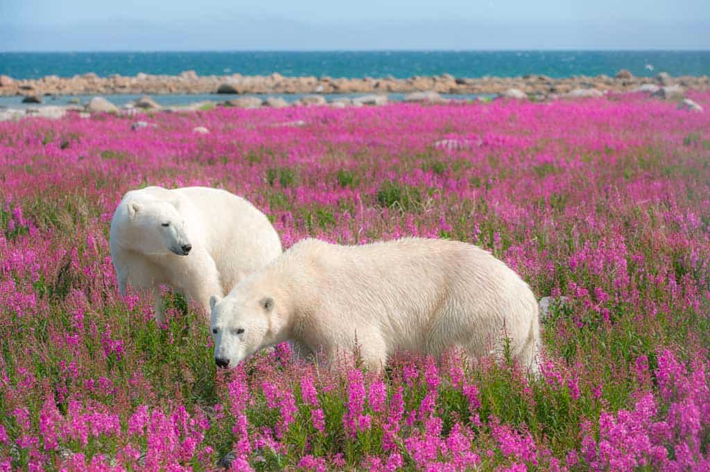 Polar Bears In Churchill