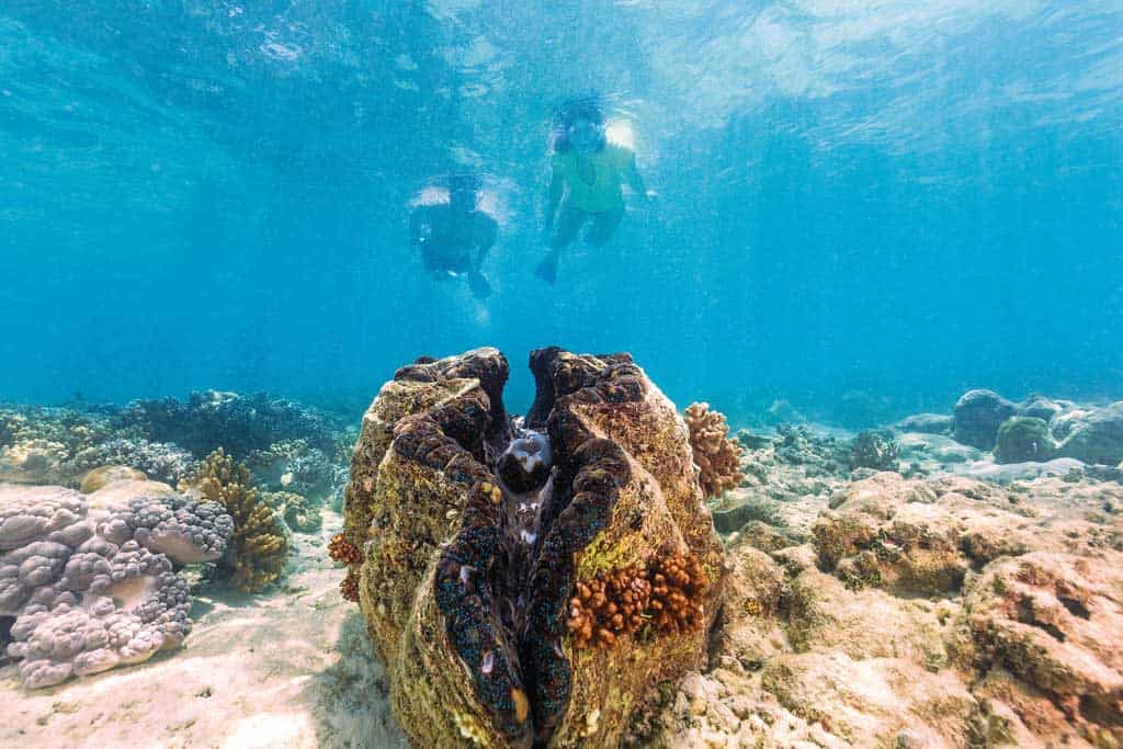 Snorkellers With Giant Clam Magnetic Island