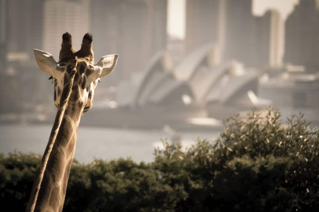 Giraffe With Sydney Landscape