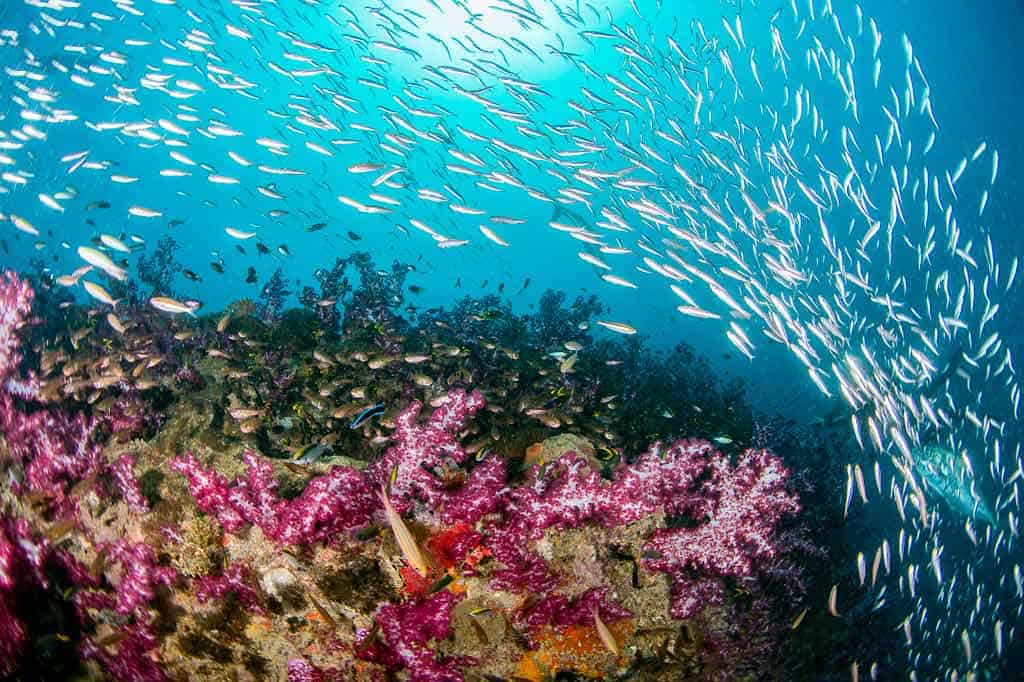 Great Barrier Reef Underwater