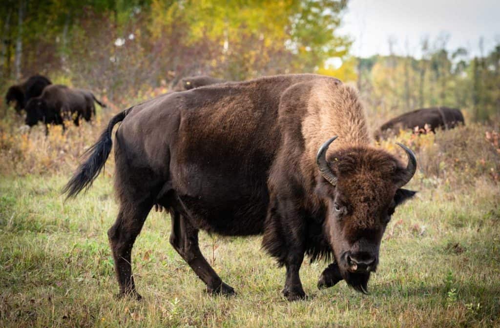 Bison In Lake Audy Bison