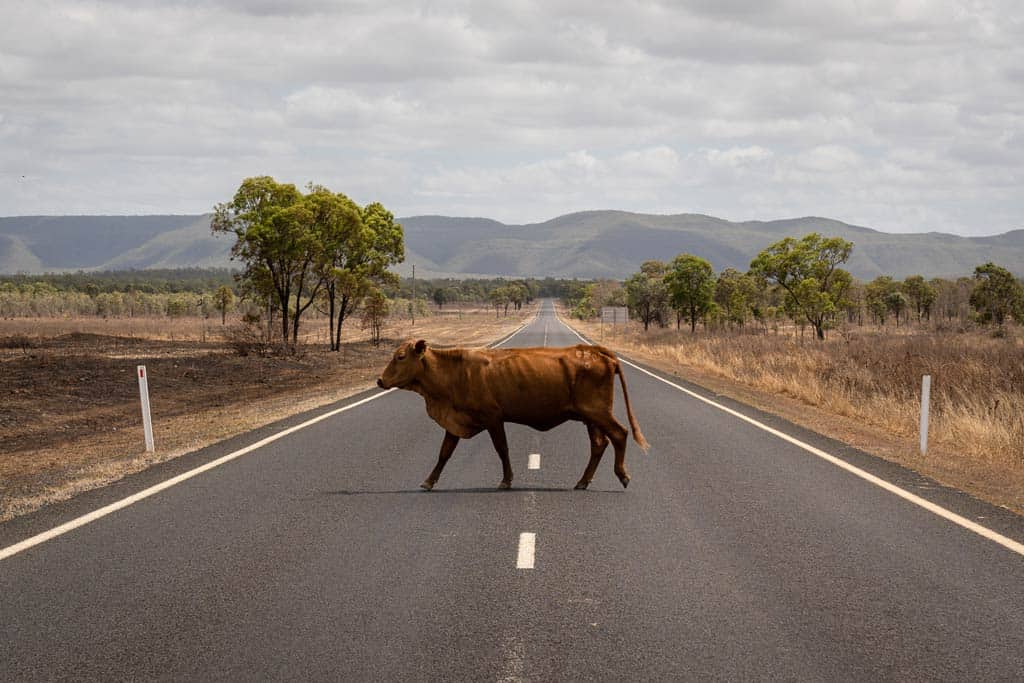 Cow On Road Road Trips In Queensland