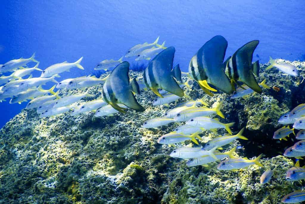 Scuba Diving Phang Nga