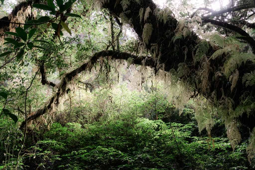 Ang Ka Luang Nature Trail