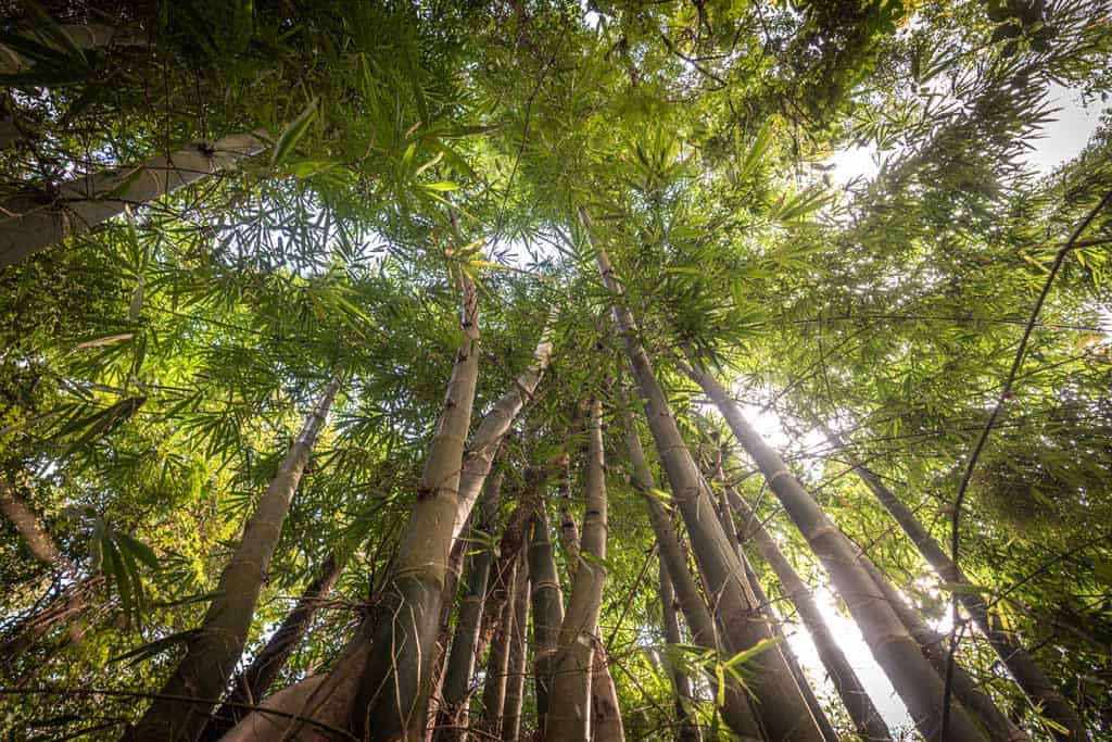 Bamboo Firest Doi Inthanon