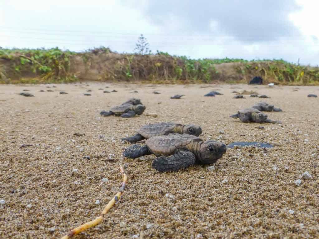 Bundaberg Turtles Hatchling