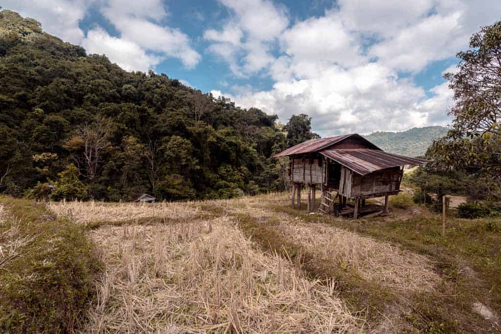 Rice Fields Doi Inthanon