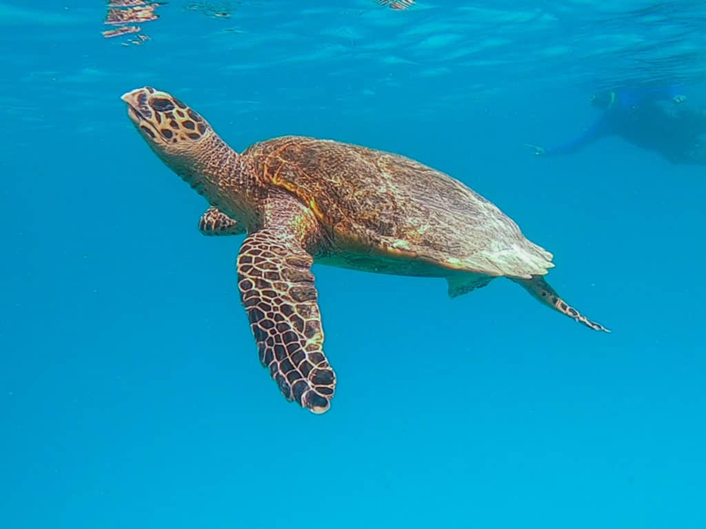 Turtle Lady Musgrave Island