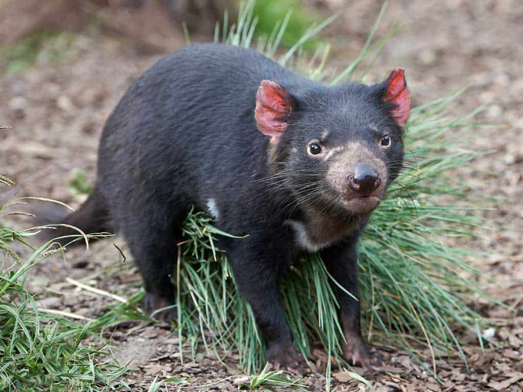 Tasmanian Devil