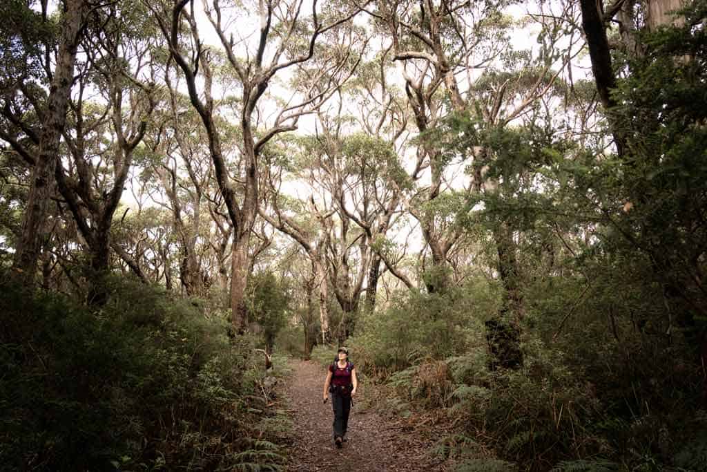 Travel Safety Walking Through Forest