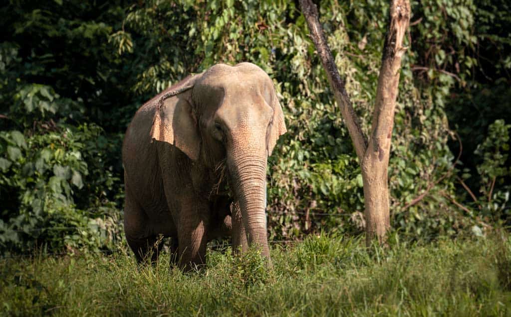 Elephant Near Tree