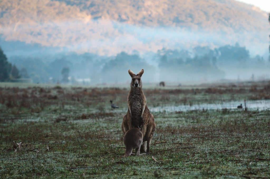 Kangaroos In Field Grampians