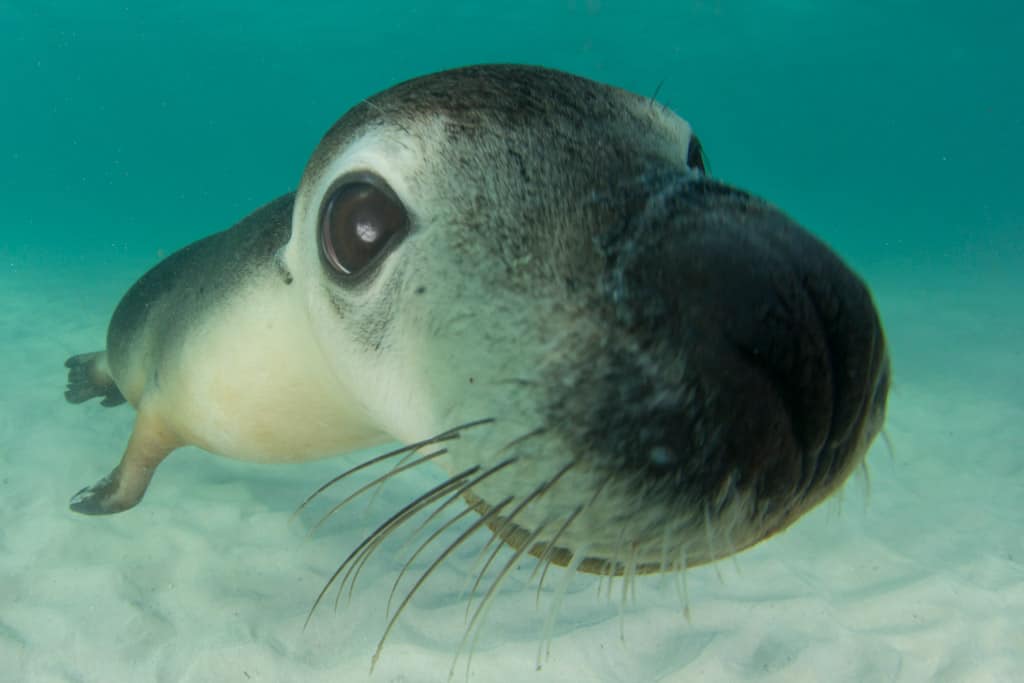 Sea Lion Swimming 