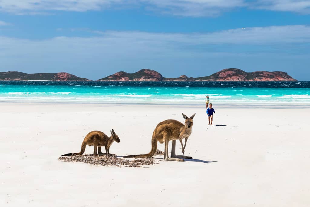 Western Australia Road Trip Itinerary Kangaroos On Beach