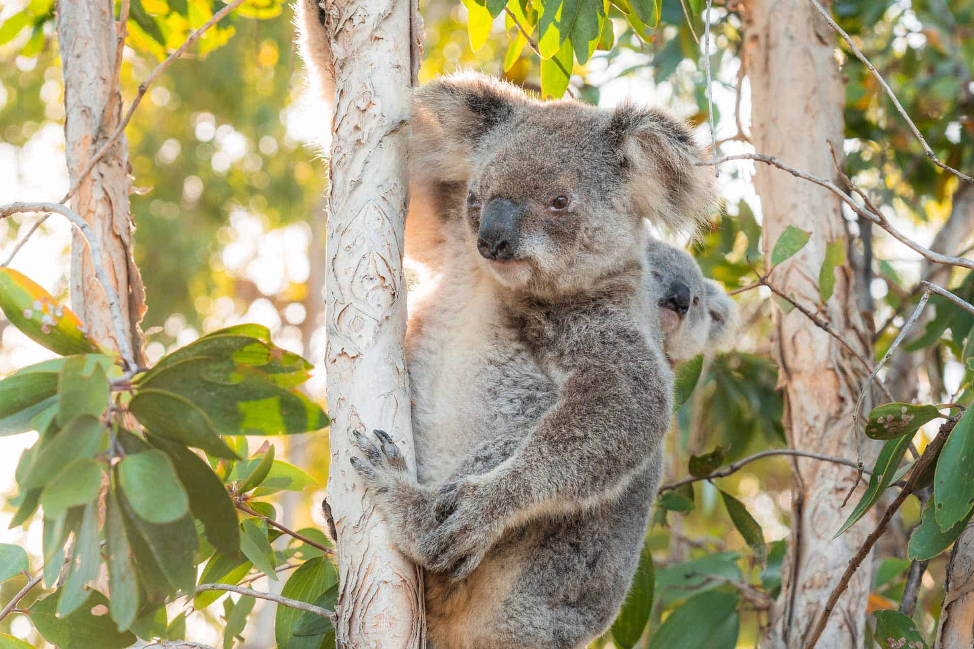 Magnetic Island Day Trip Itinerary