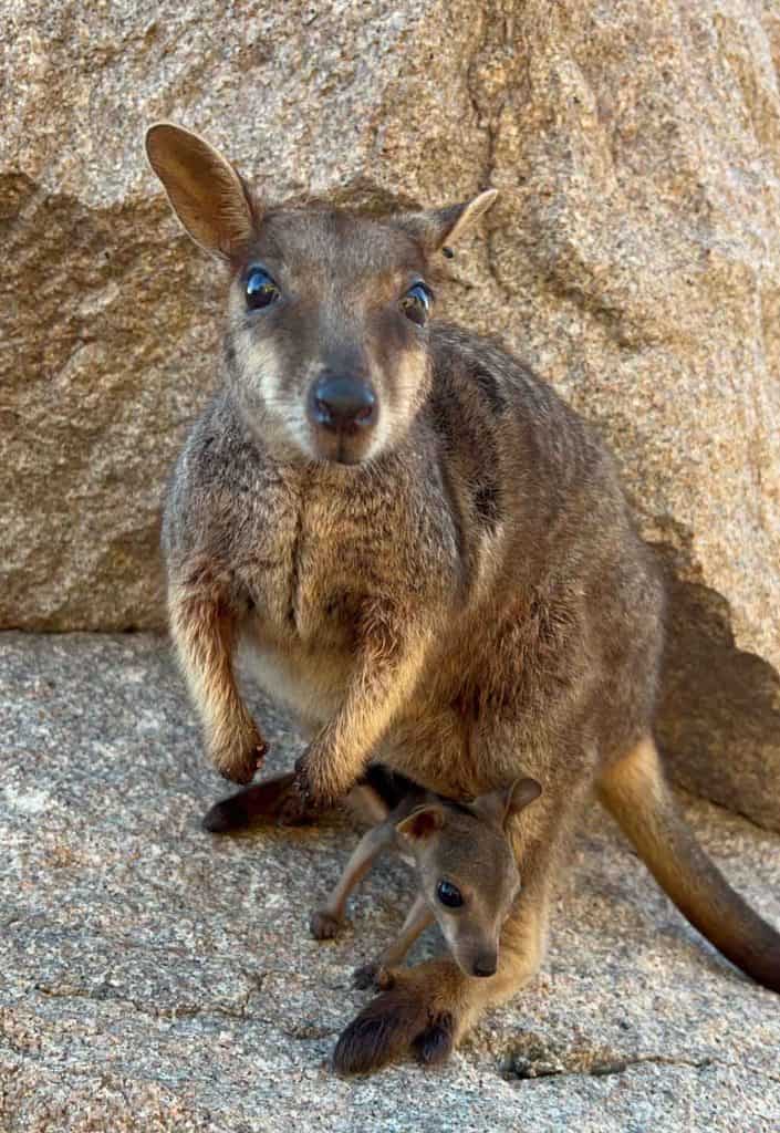 Rock Wallabies Magnetic Island