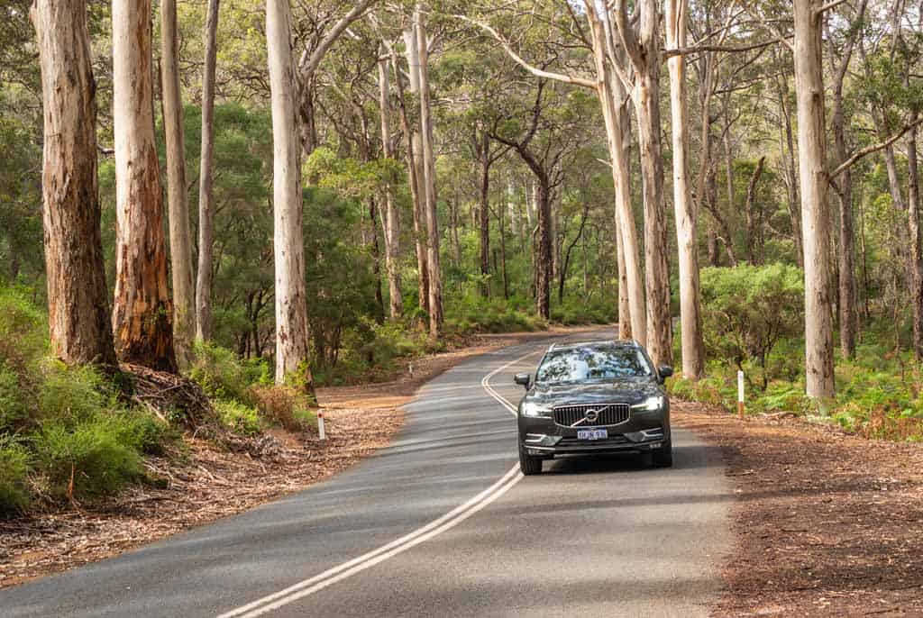 Car In Forest