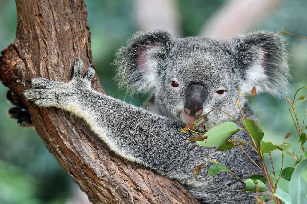 Koala Australia