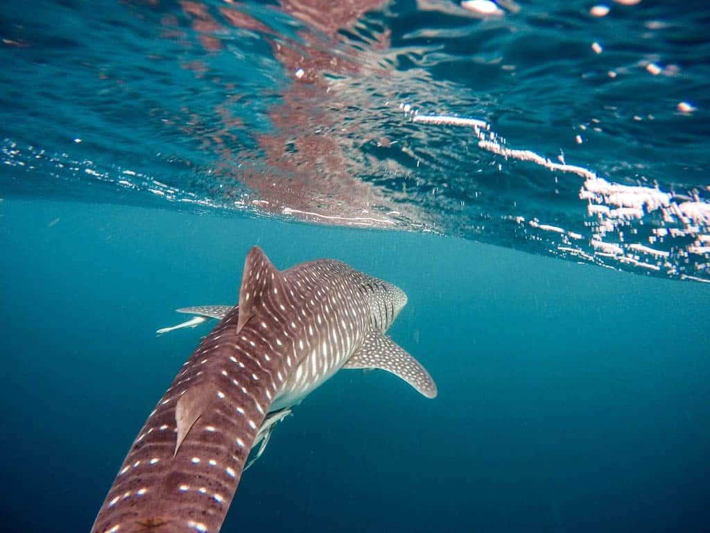 Swimming With A Whale Shark