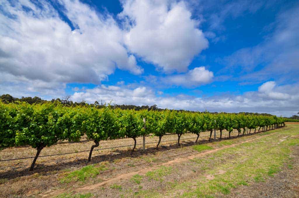 Winery In Margaret River