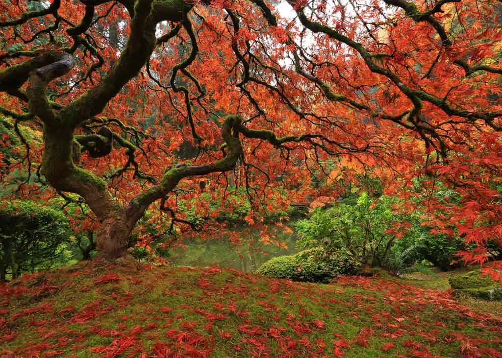 Portland Japanese Garden