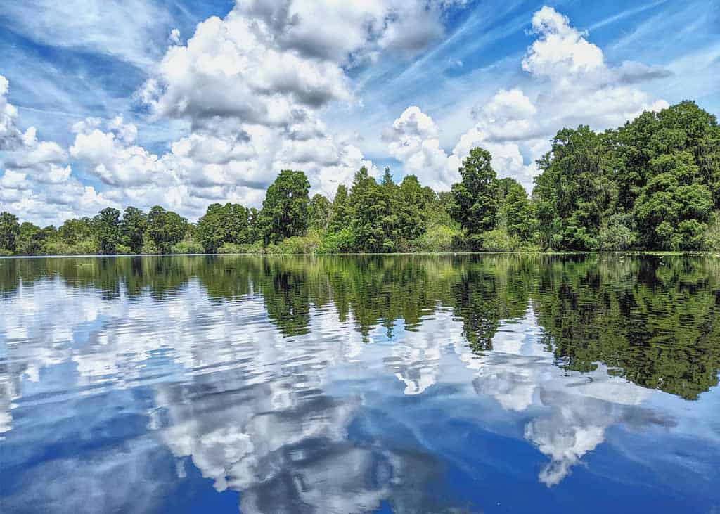 Lettuce Lake Park Tampa Florida