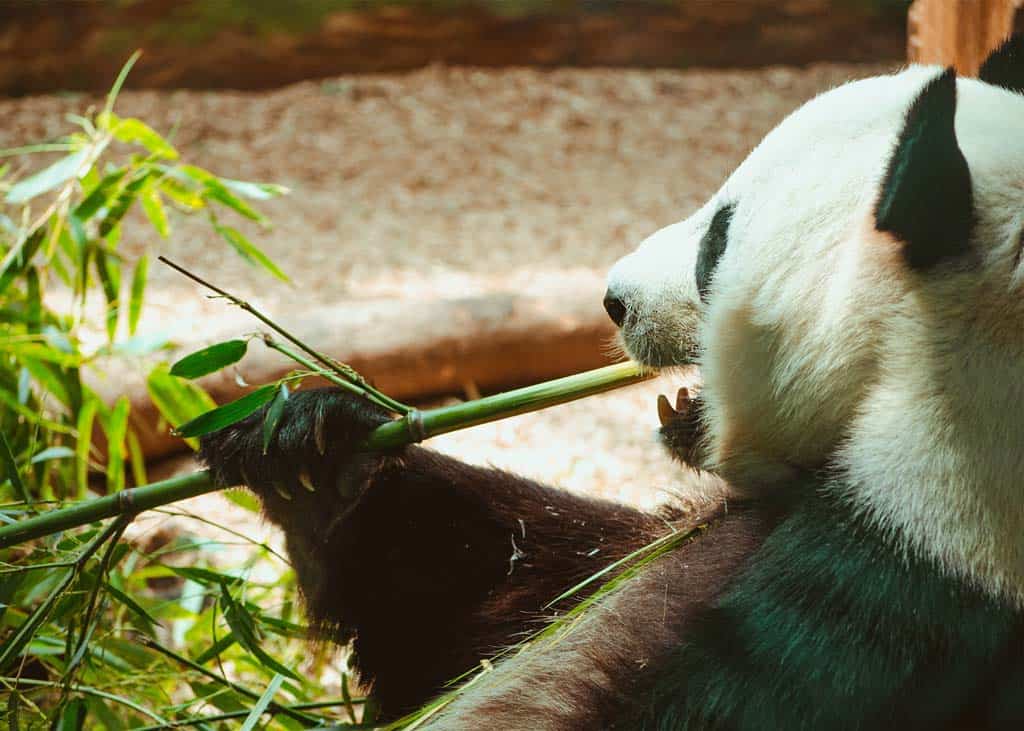 Panda Zoo Atlanta