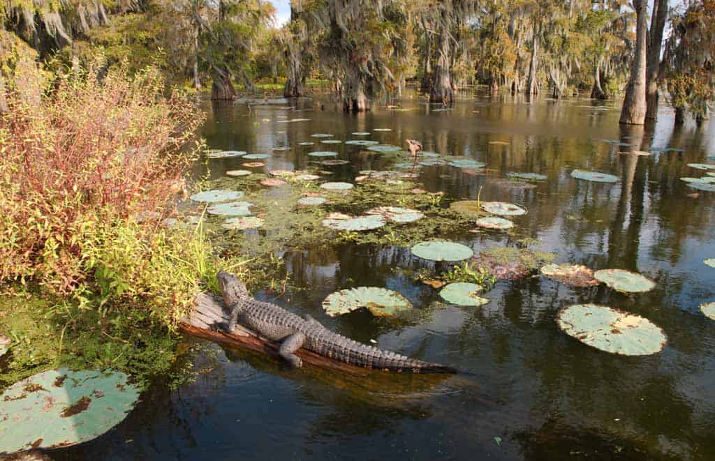 Lake Martin Cypress Island Nature Preserve