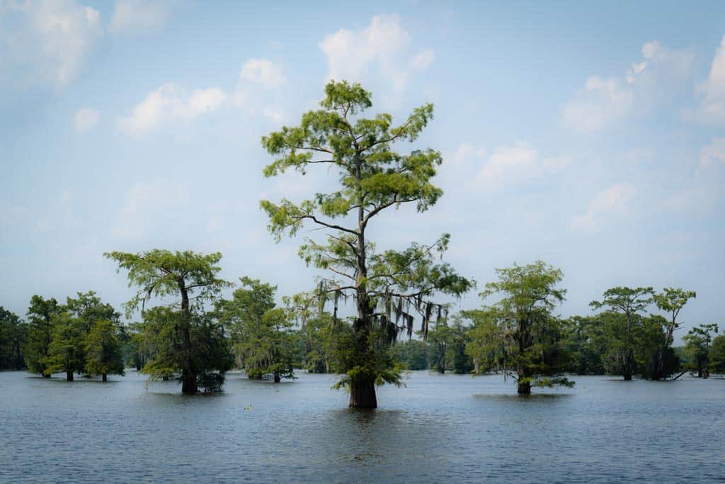 Swamp Trees.