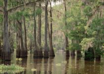 21 BEST Things to Do in Lafayette, Louisiana [2023 Guide]