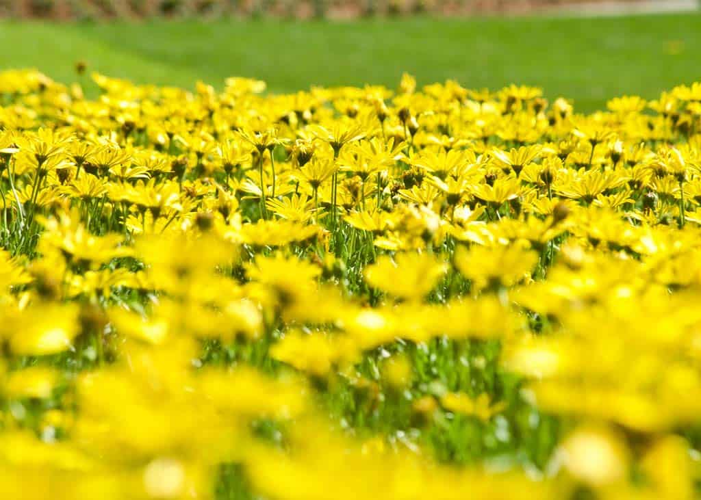 Dallas Arboretum