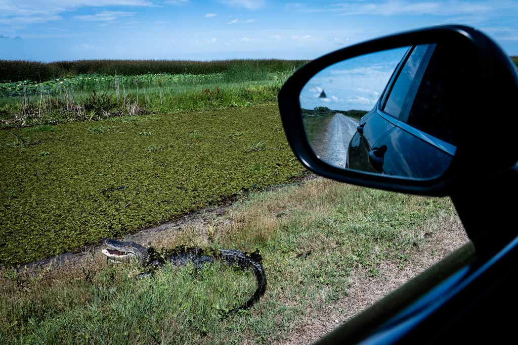 Alligator Near Car