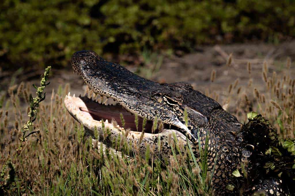 Alligator Pintail Wildlife Drive