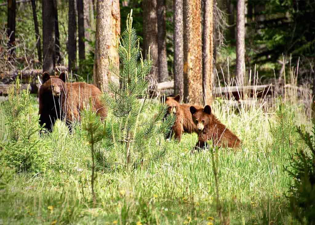 Bears While Driving The Icefields Parkway