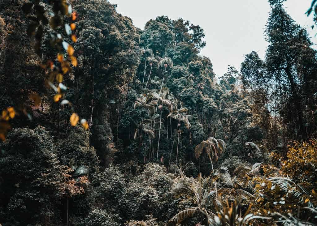 Springbrook National Park