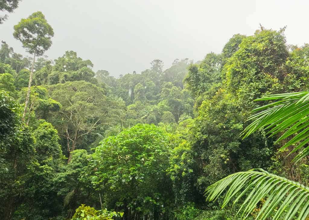 Tamborine Mountain Rainforest