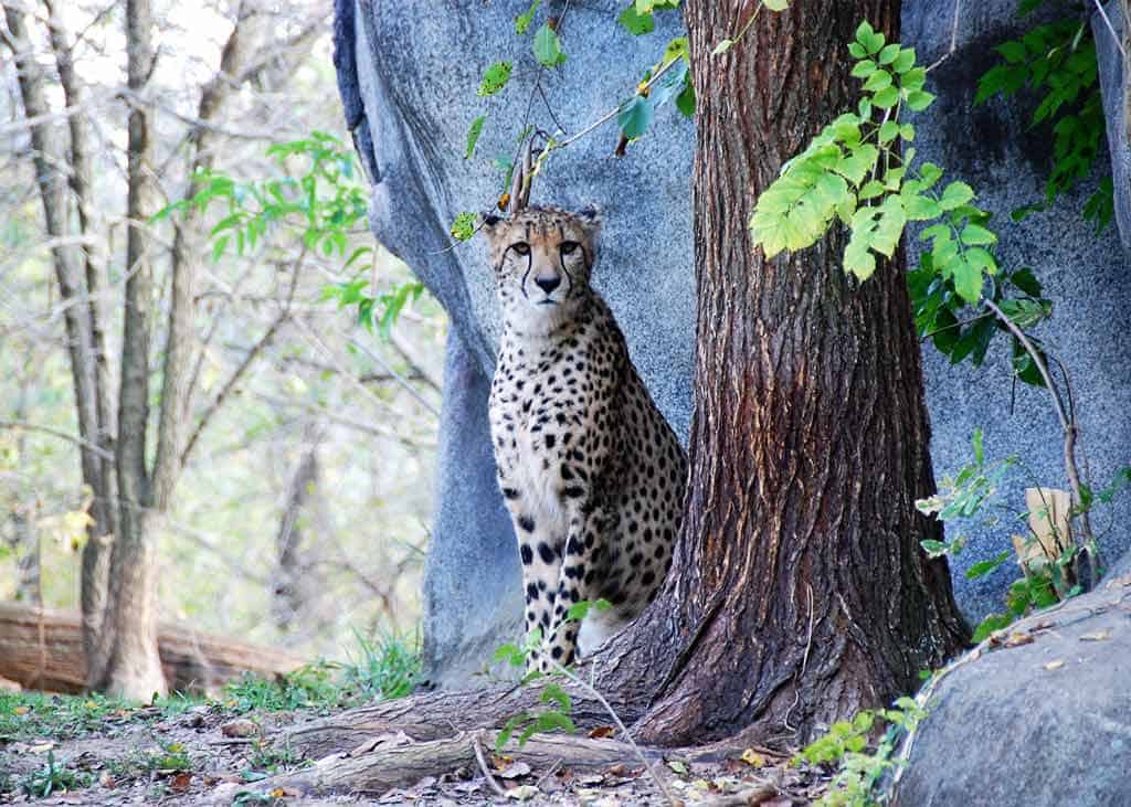 Kansas City Zoo