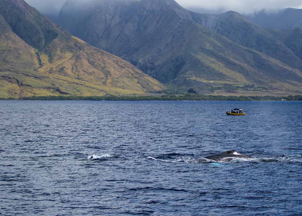 Lahaina Harbor