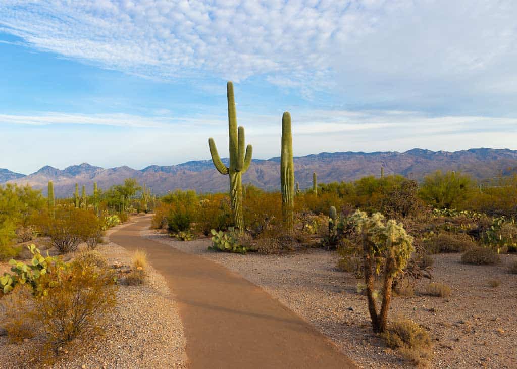 Phoenix Arizona Landscape