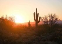 The 21 Best Things To Do In Phoenix, Arizona (2022 Guide)