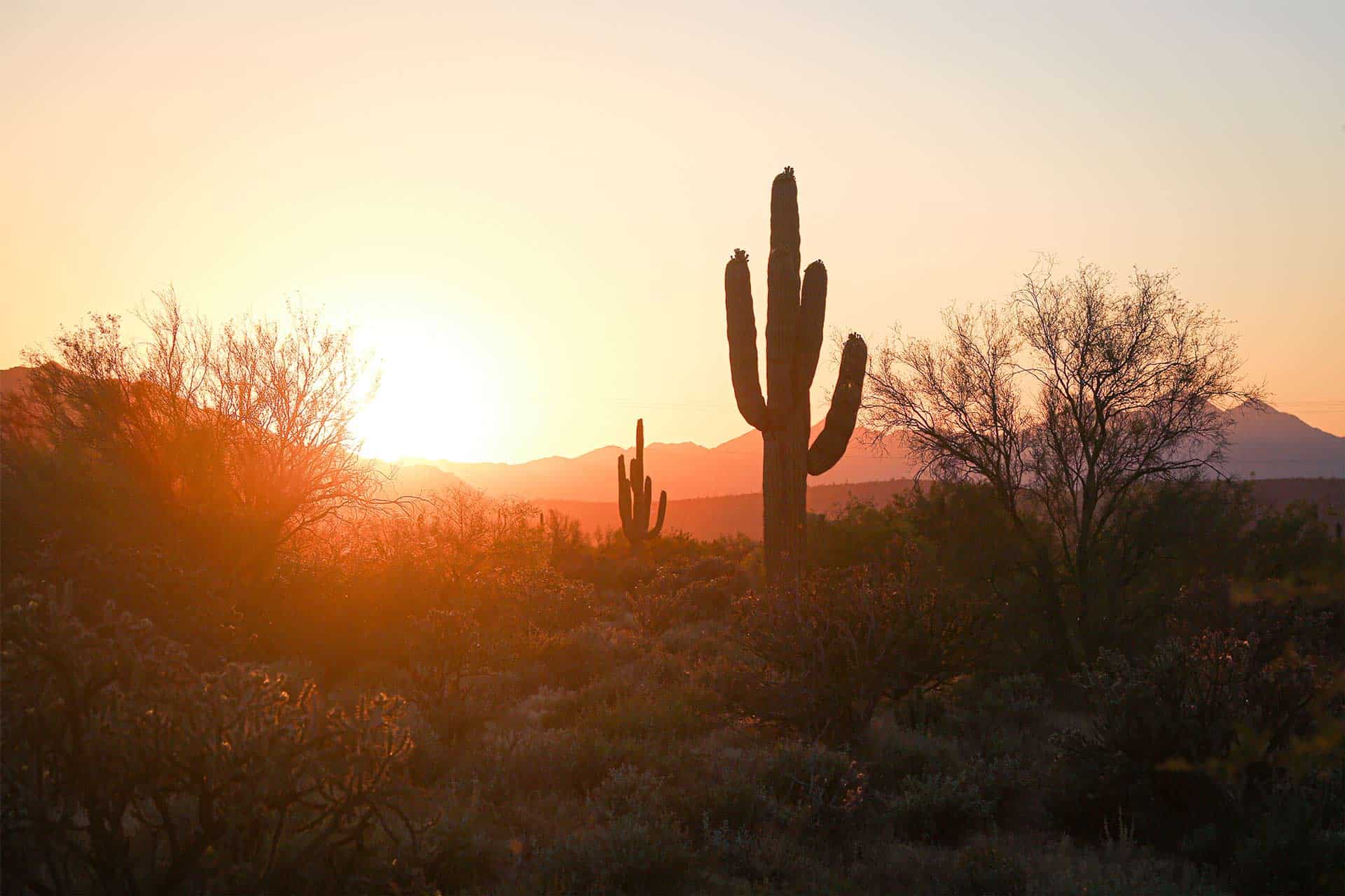 Things To Do In Phoenix Arizona Feature