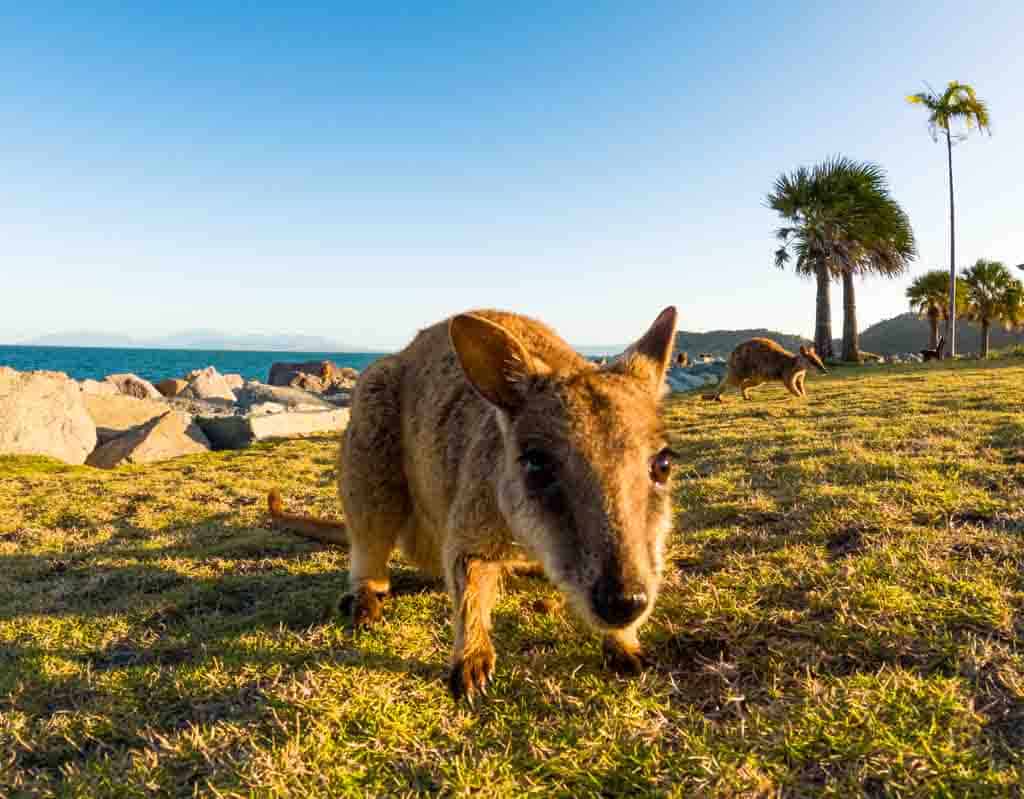 GoPro Hero 11 Black Review: Larger Sensor, Stronger Stabilization