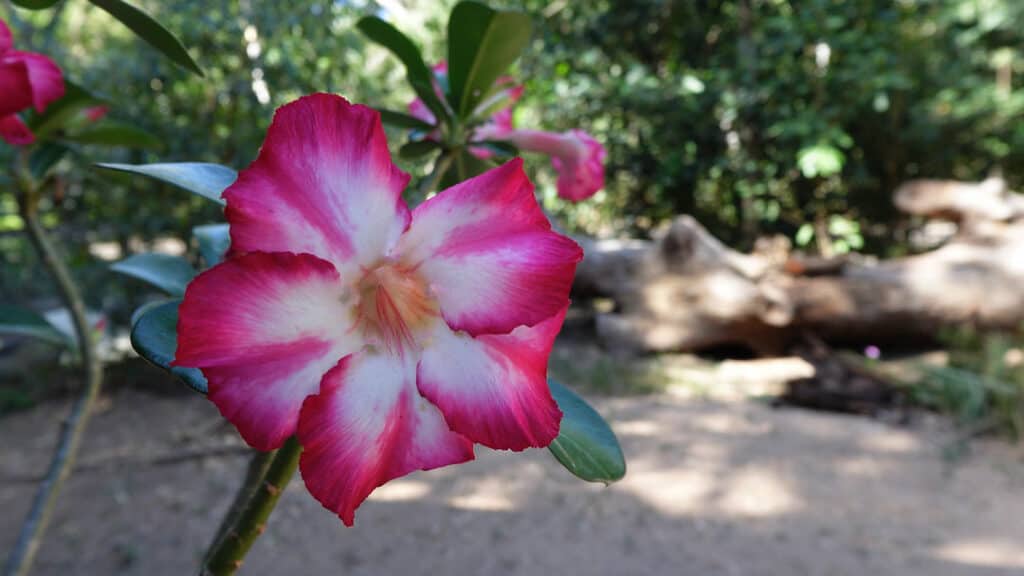 Close Up Flower With Bokeh