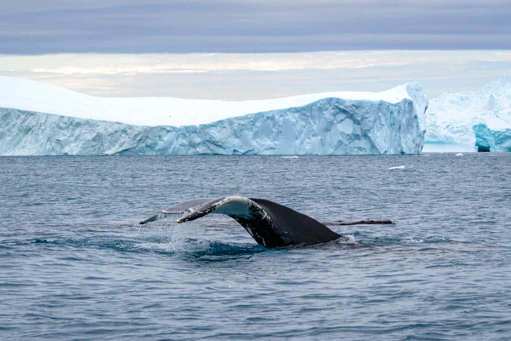 Humpback Whale Disko Bay