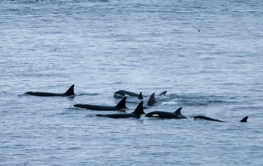 Pod Of Orcas In Arctic