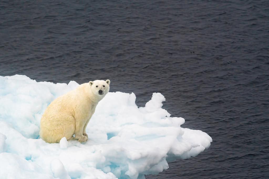 Polar Bear On Sea Ice Baffin Island
