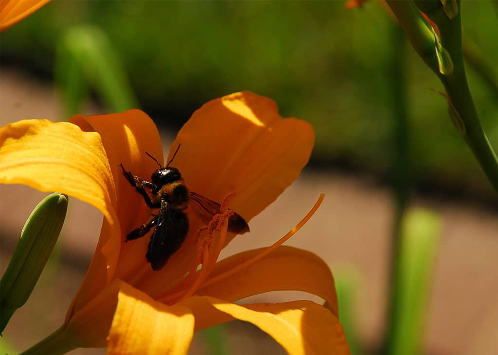 Missouri Botanical Garden