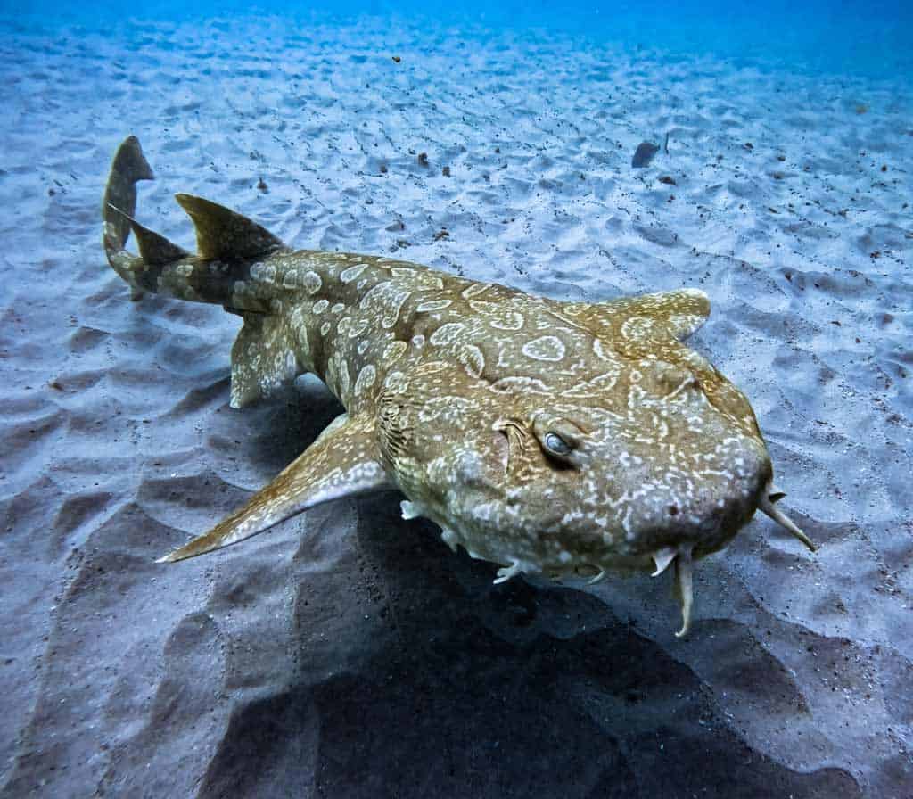 Wobbegong Shark Gold Coast